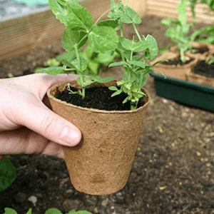 Grow It - 6CM Round Fibre Pots