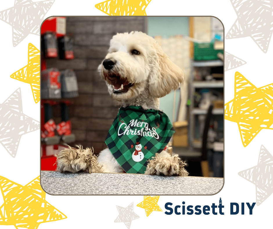 Merry Christmas Dog wering Christmas outfit stood at desk at scissett diy